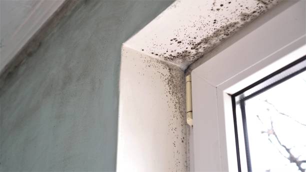 Best Commercial Mold Removal  in Knightsen, CA