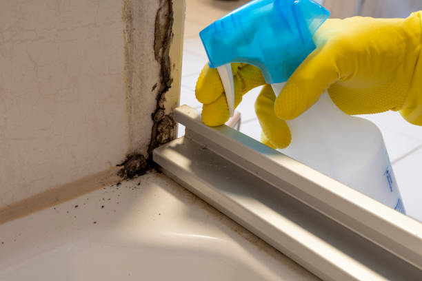 Best Toxic Mold Removal  in Knightsen, CA