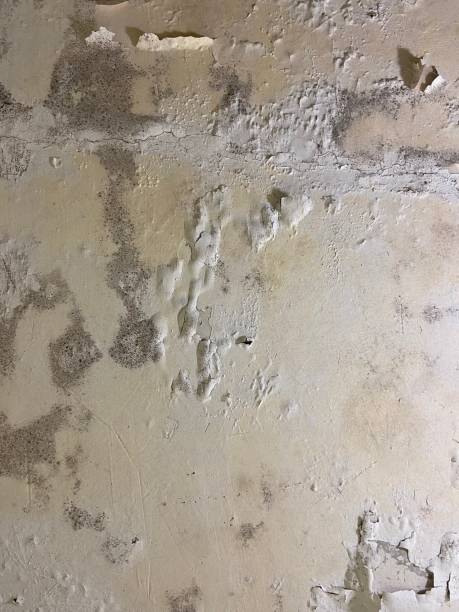 Best Attic Mold Removal  in Knightsen, CA
