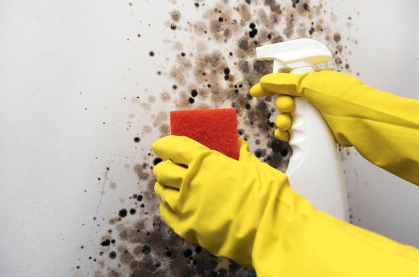 Best Fast Mold Removal  in Knightsen, CA