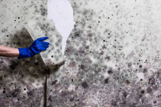 Best Mold Damage Repair  in Knightsen, CA